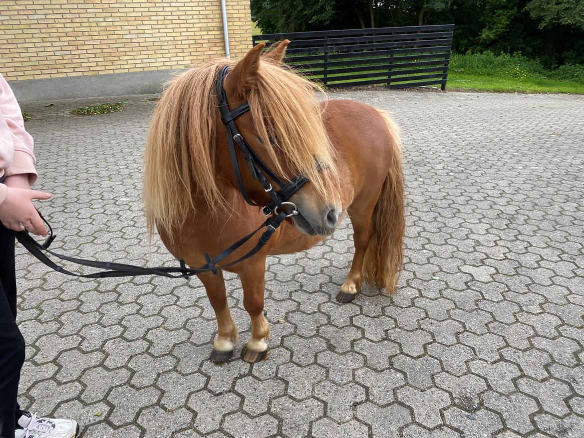 Shetl&#230;nder Tinka billede 3