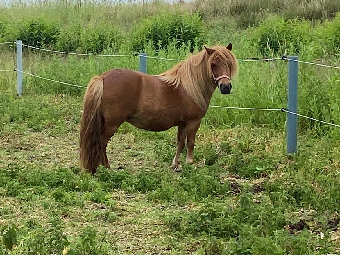 Shetlænder Tinka billede 4