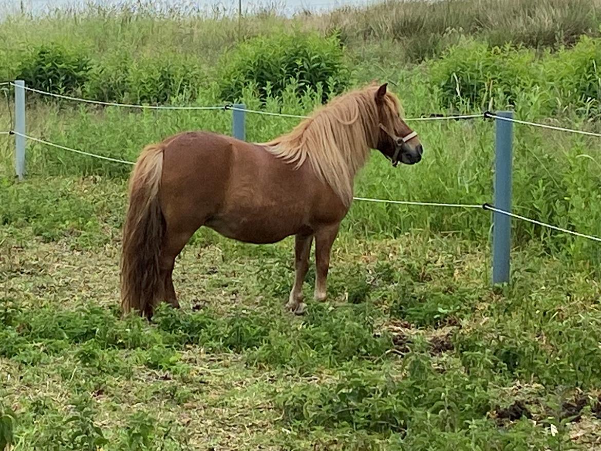 Shetl&#230;nder Tinka billede 5