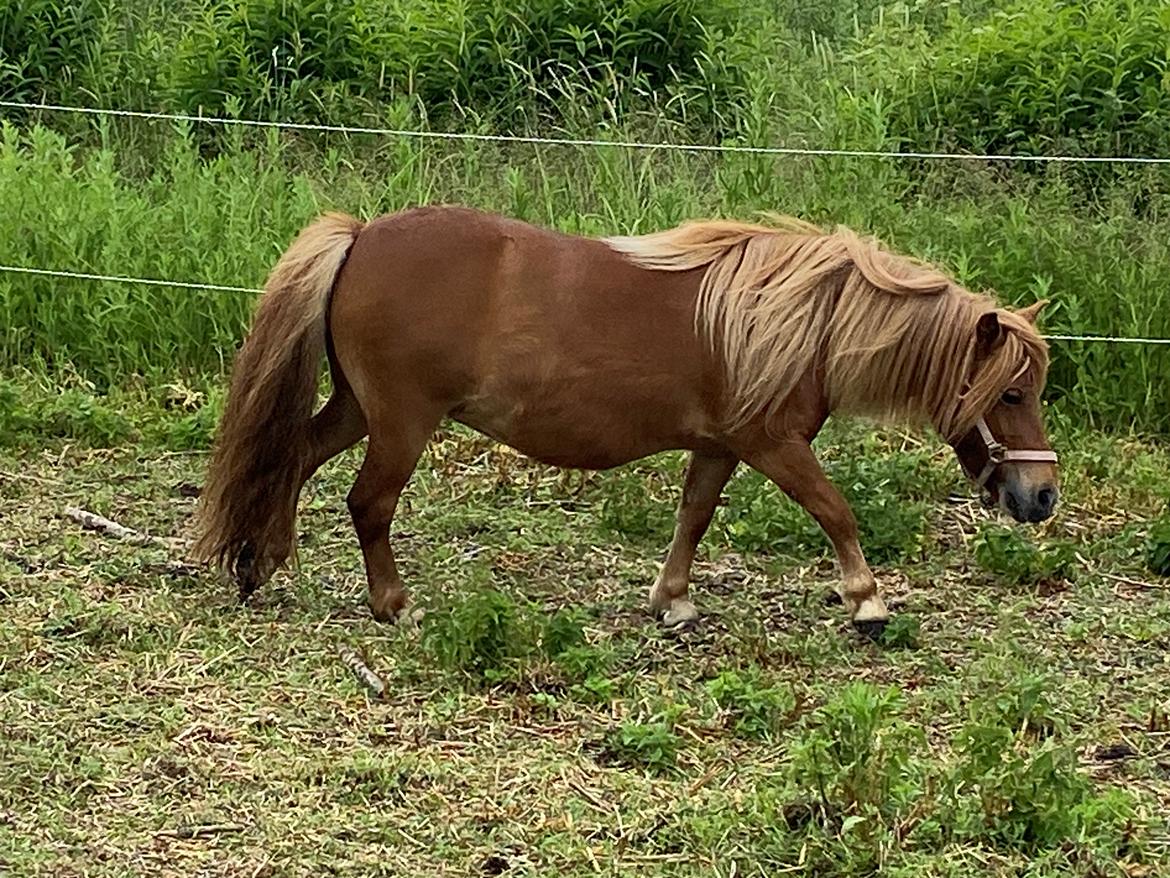 Shetl&#230;nder Tinka billede 6