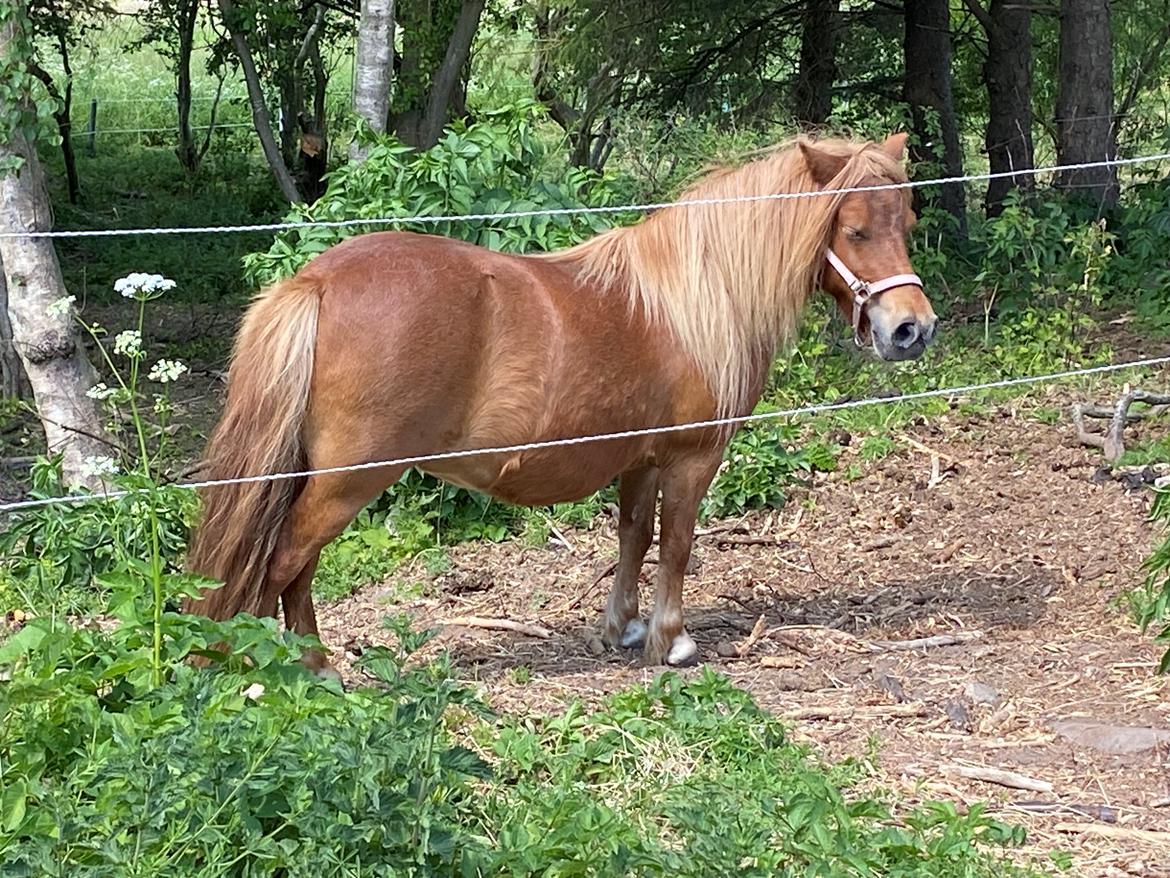 Shetlænder Tinka billede 7