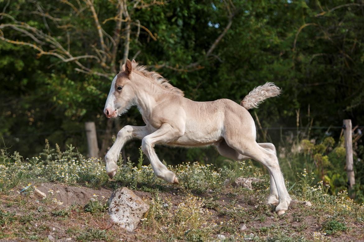 Tinker Lindbergs Special Dream billede 8