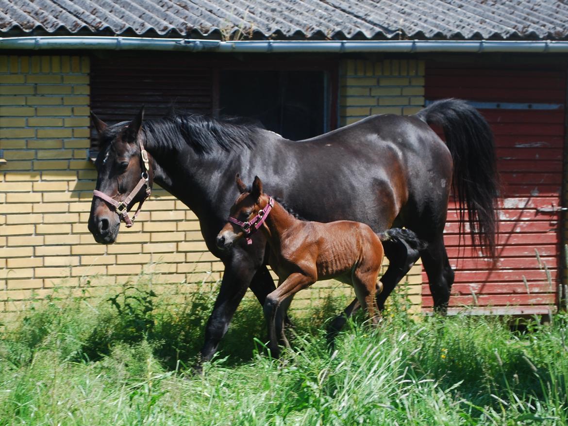 Oldenborg Holtegaards Marco billede 12