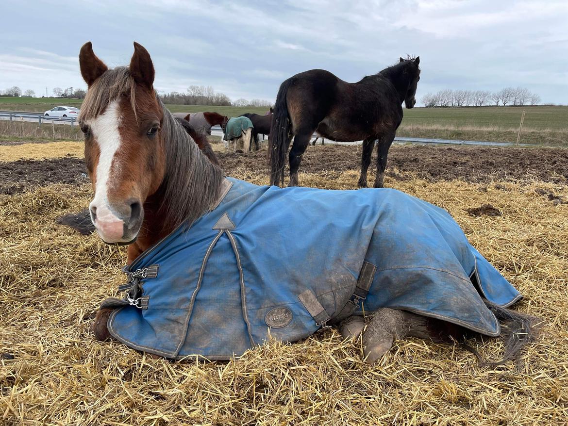 Anden særlig race Minagetzo  billede 1