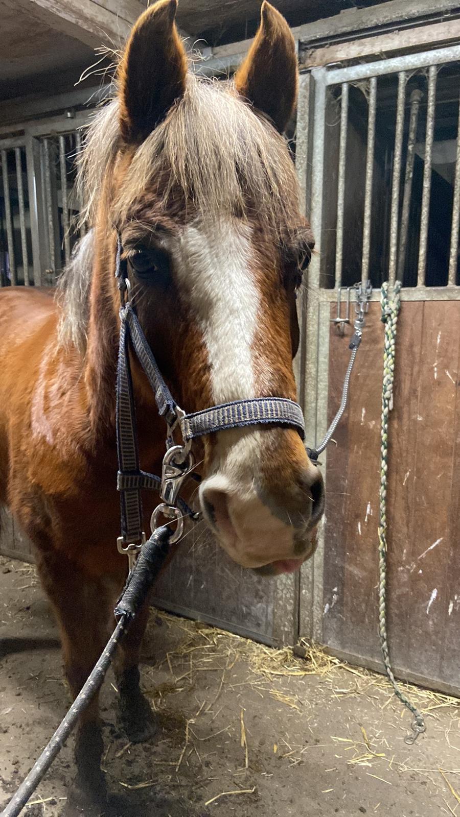 Anden særlig race Minagetzo  billede 7