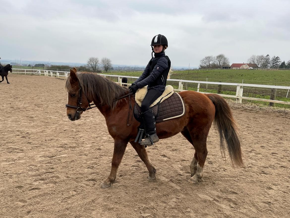 Anden særlig race Minagetzo  billede 8