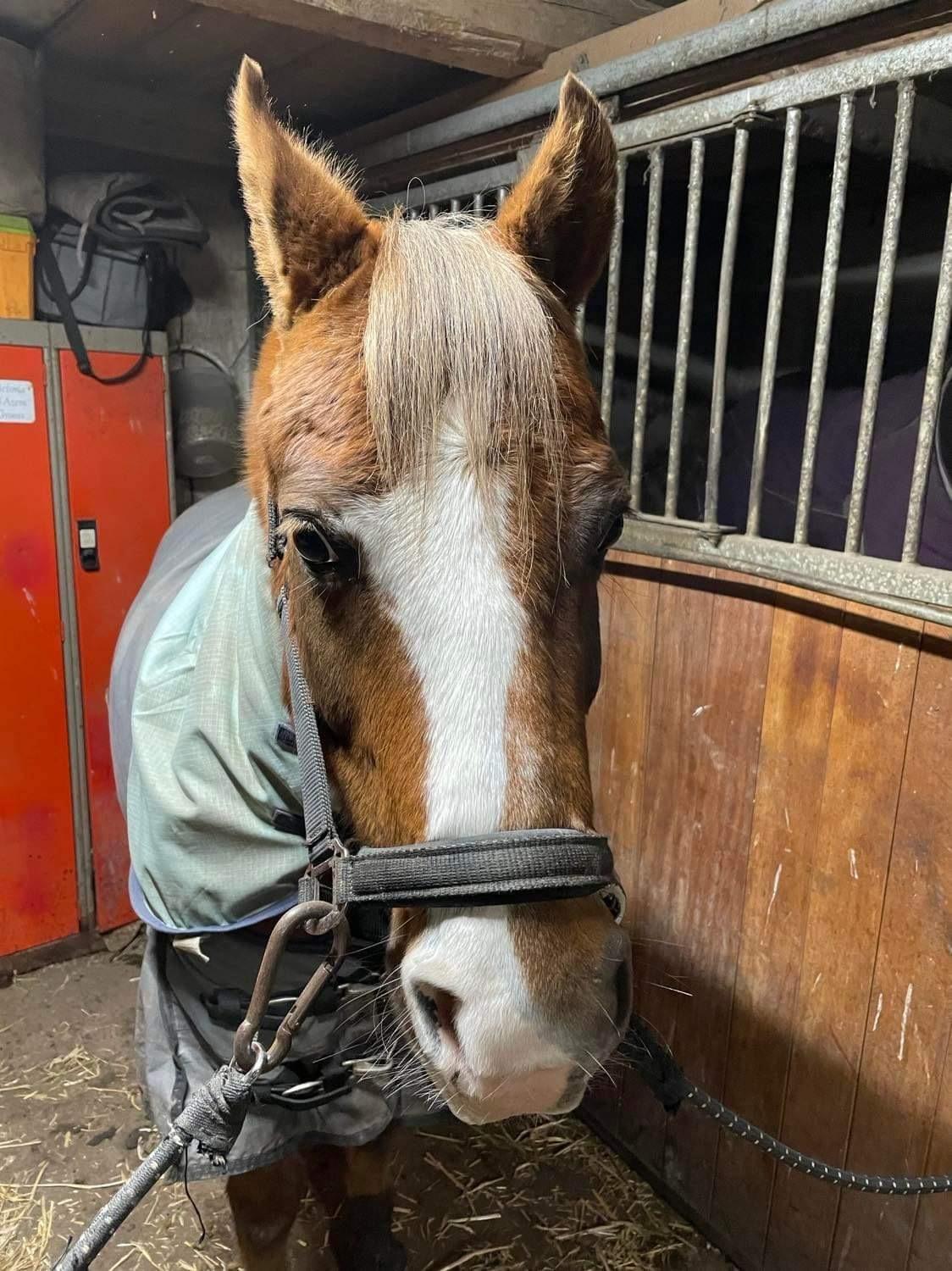 Anden særlig race Minagetzo  billede 6