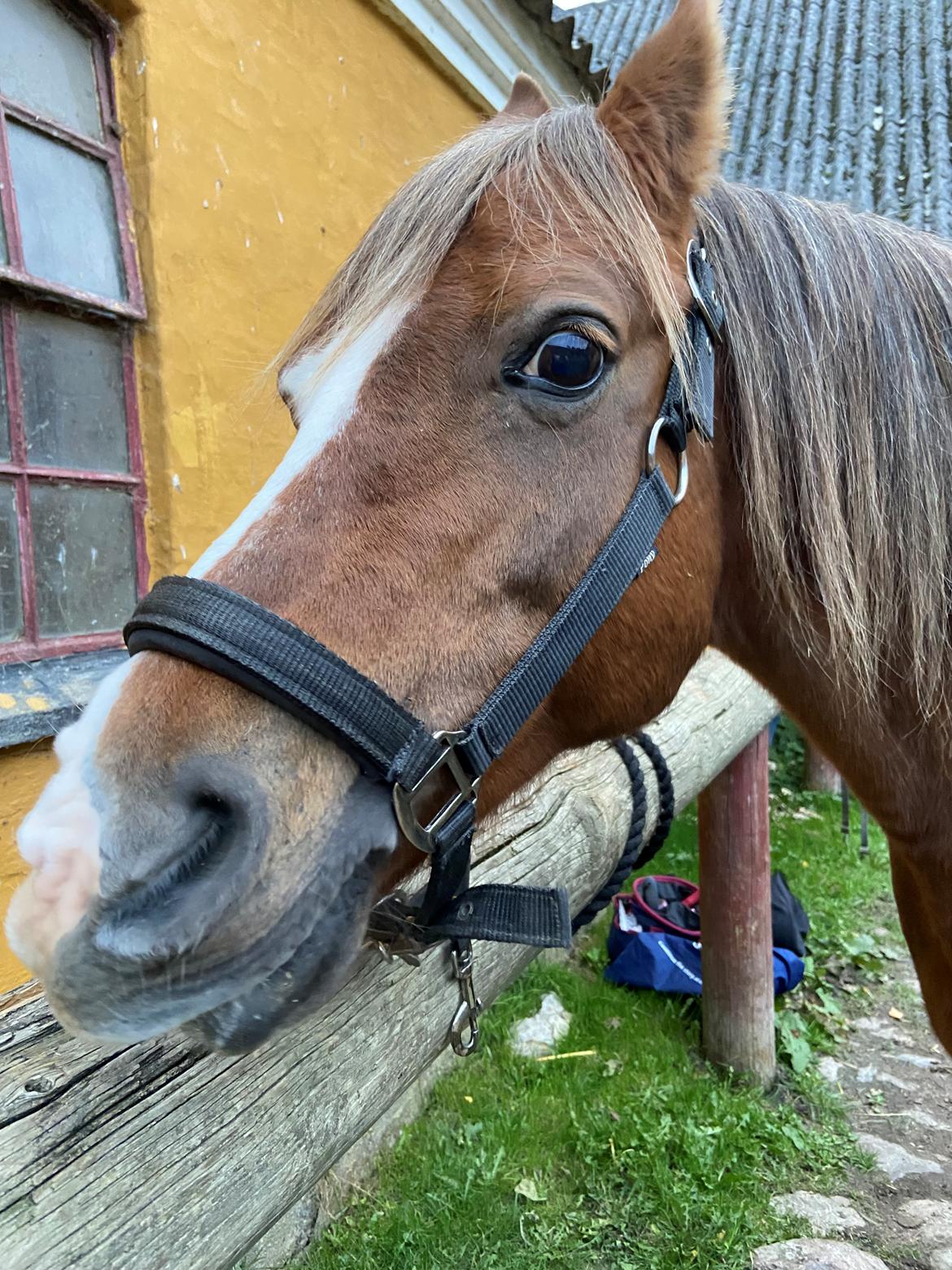 Anden særlig race Minagetzo  billede 4