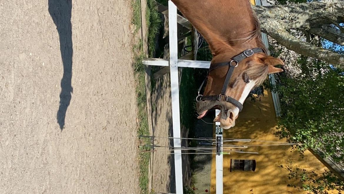 Anden særlig race Minagetzo  billede 2