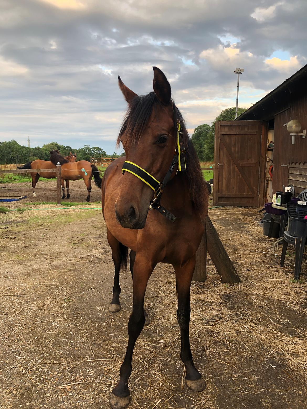 Knabstrupper Leth-Nissen's Record billede 13