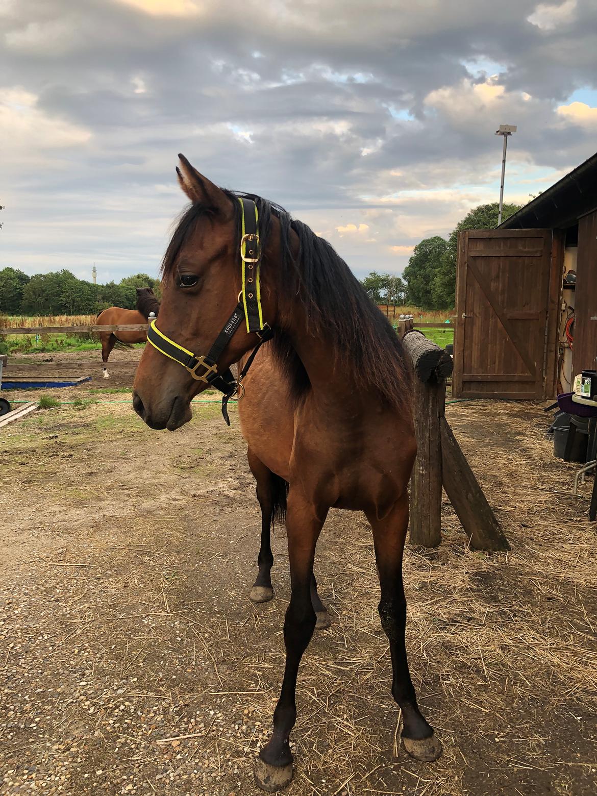 Knabstrupper Leth-Nissen's Record billede 14