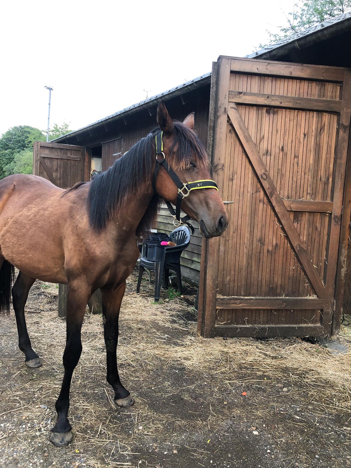 Knabstrupper Leth-Nissen's Record billede 15