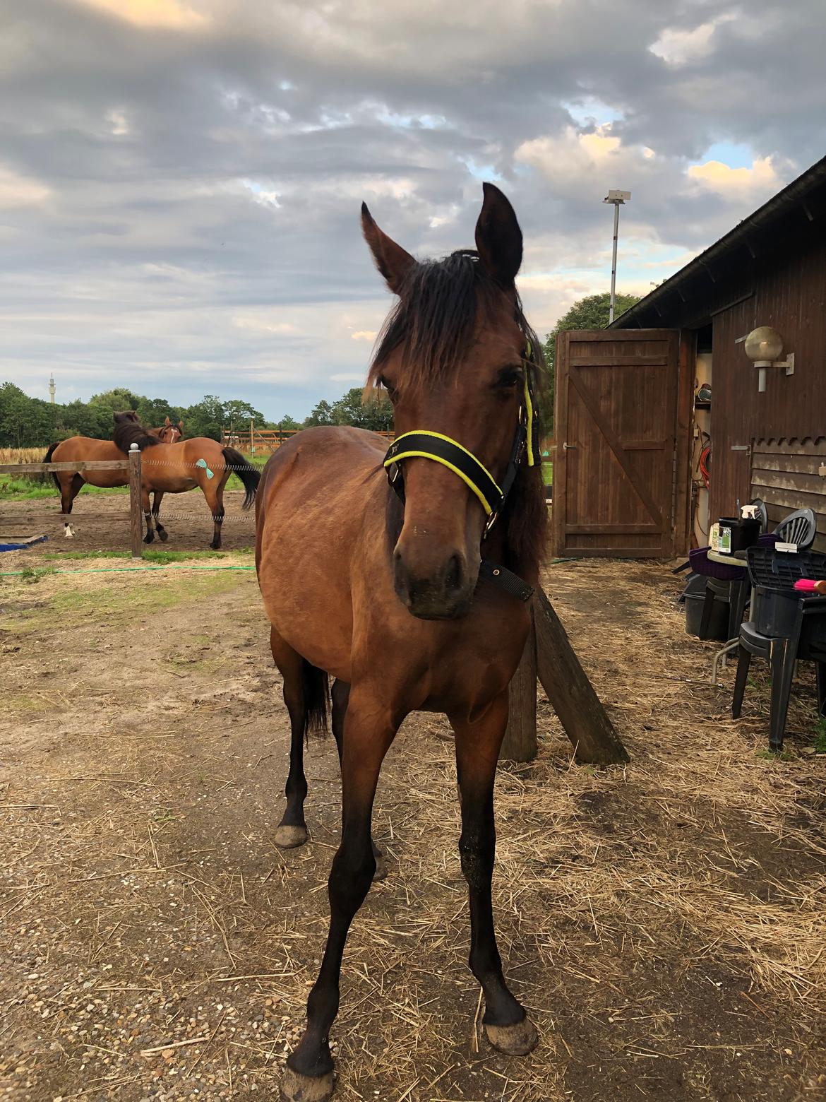 Knabstrupper Leth-Nissen's Record billede 12