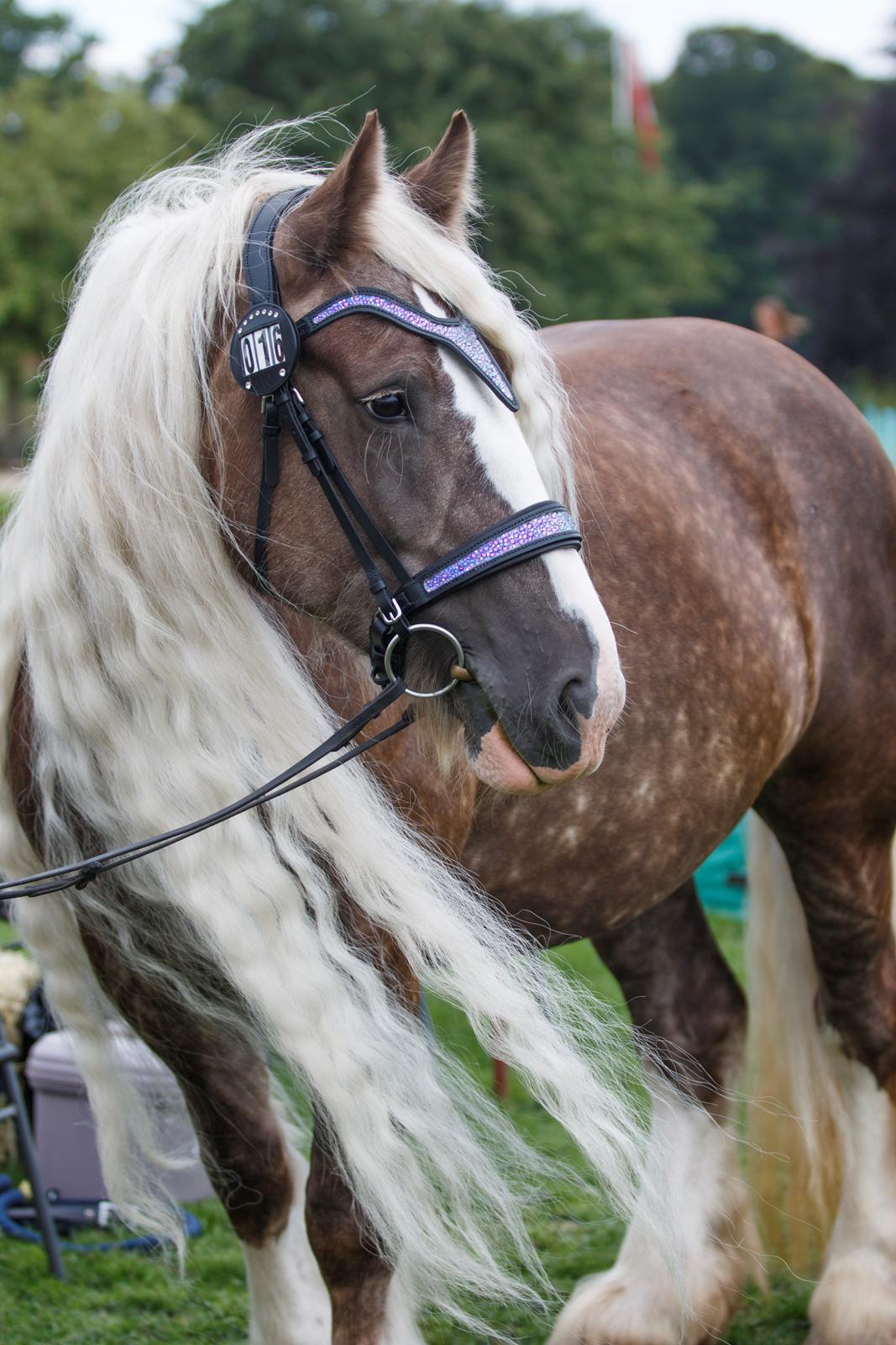 Tinker Silver dream billede 15