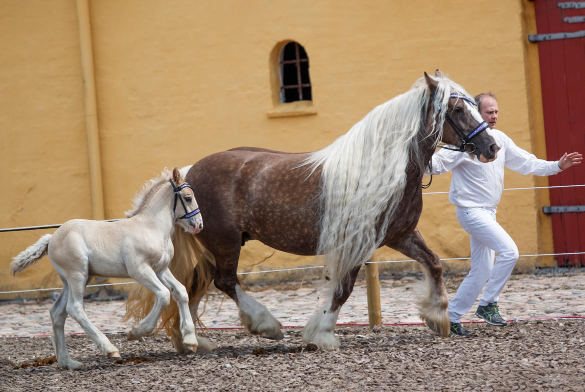 Tinker Silver dream billede 18