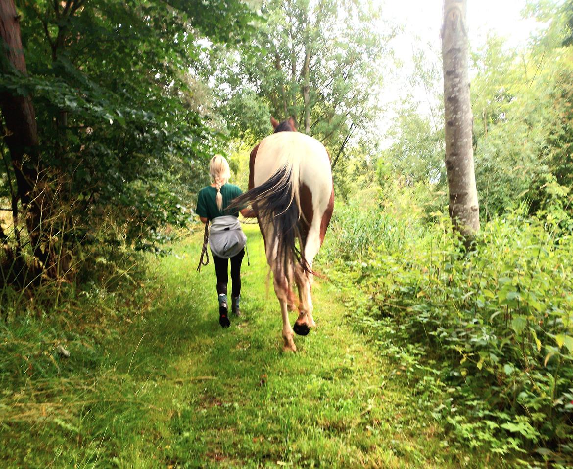 Pinto Løvegaardens Hidalgo - 2023 juli billede 17