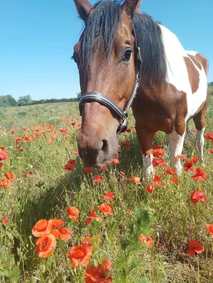 Pinto Løvegaardens Hidalgo - 2023 billede 18