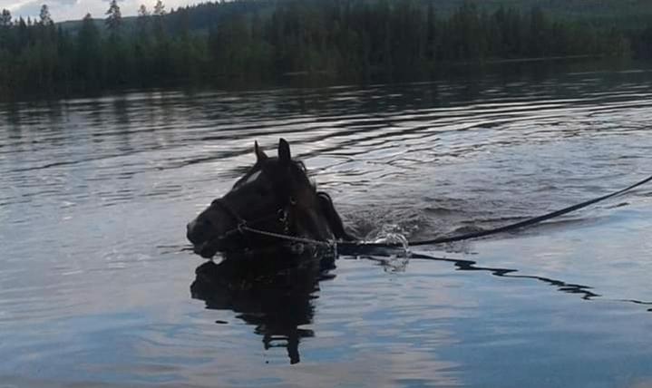 Norsk Døle Nattens Fyrste SOLGT billede 10
