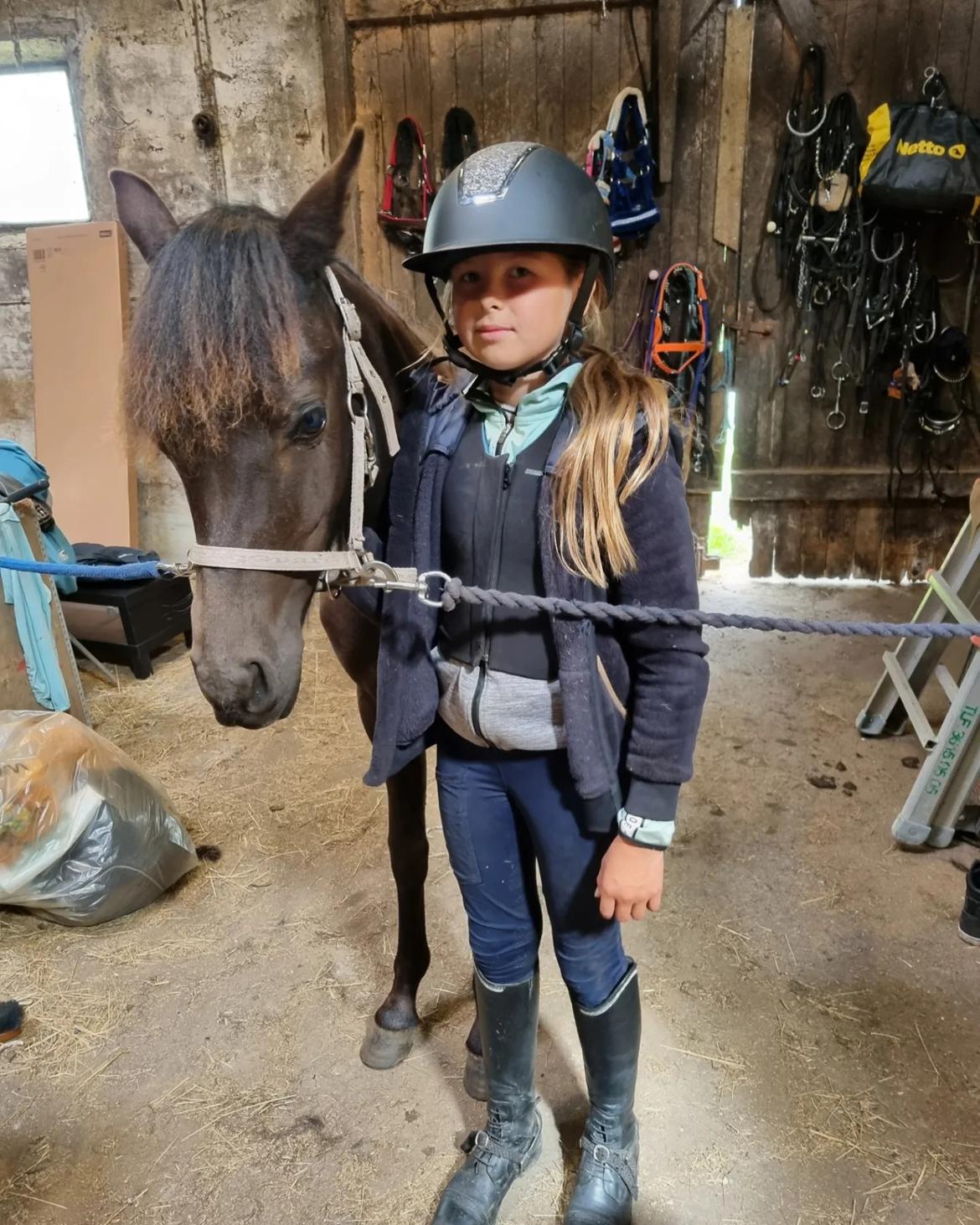 Welsh Pony (sec B) Lille Blombjerggårds Pinkie Pie billede 10