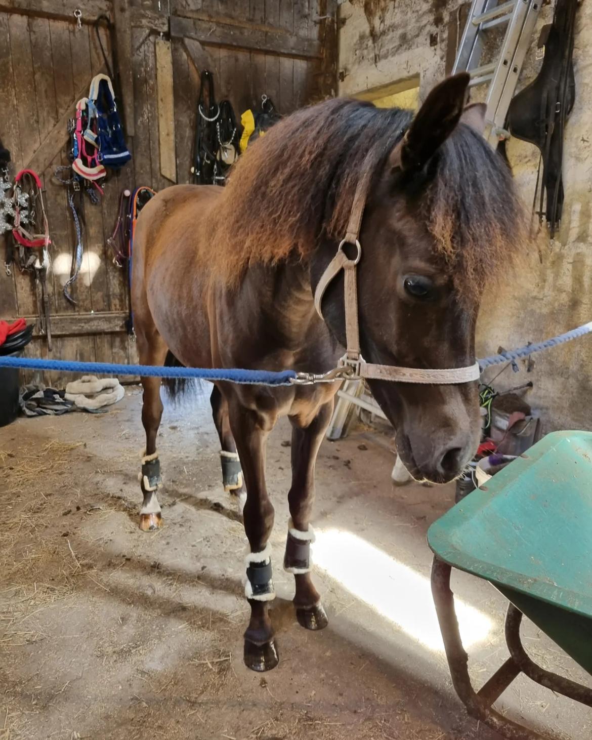 Welsh Pony (sec B) Lille Blombjerggårds Pinkie Pie billede 12