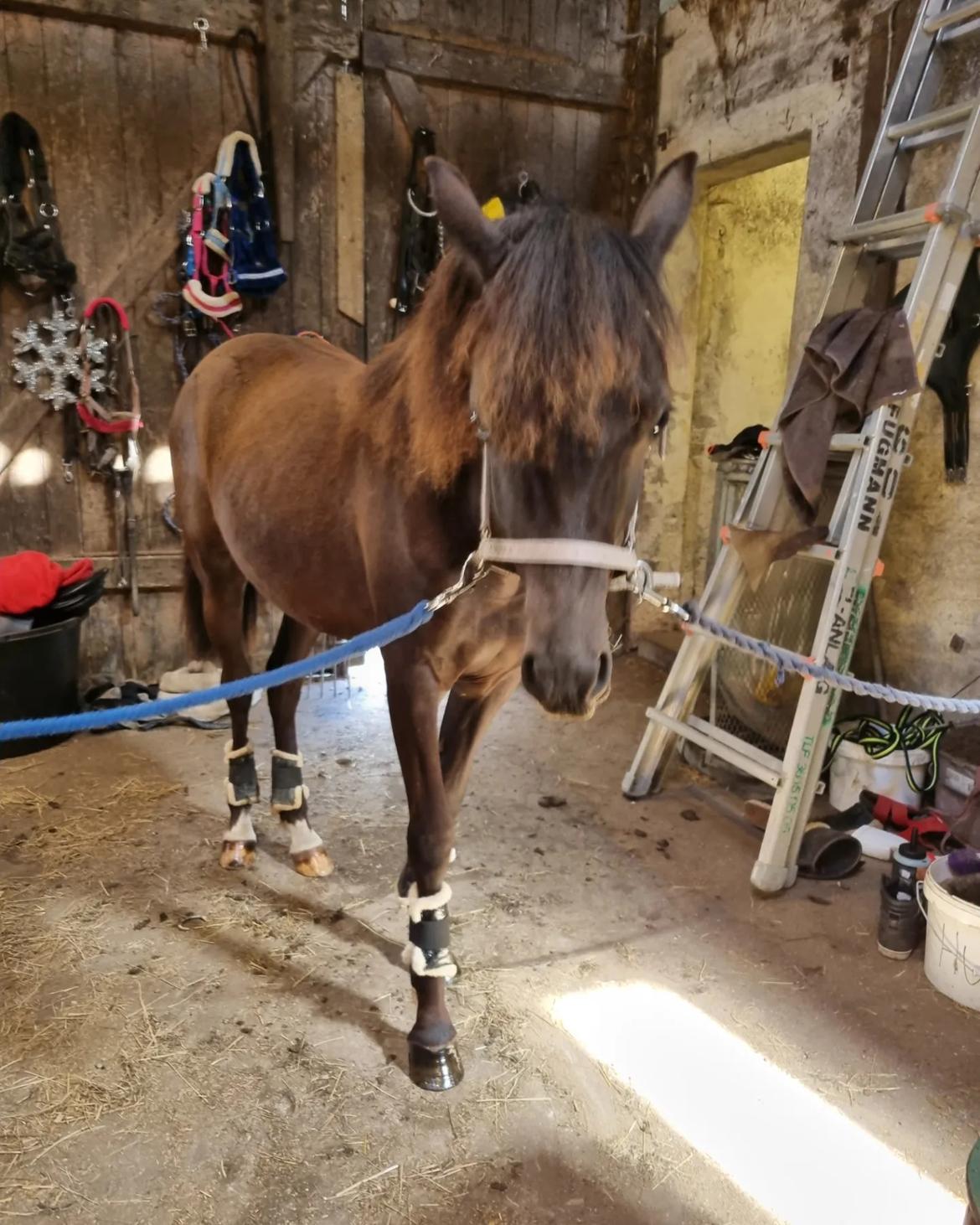 Welsh Pony (sec B) Lille Blombjerggårds Pinkie Pie billede 11