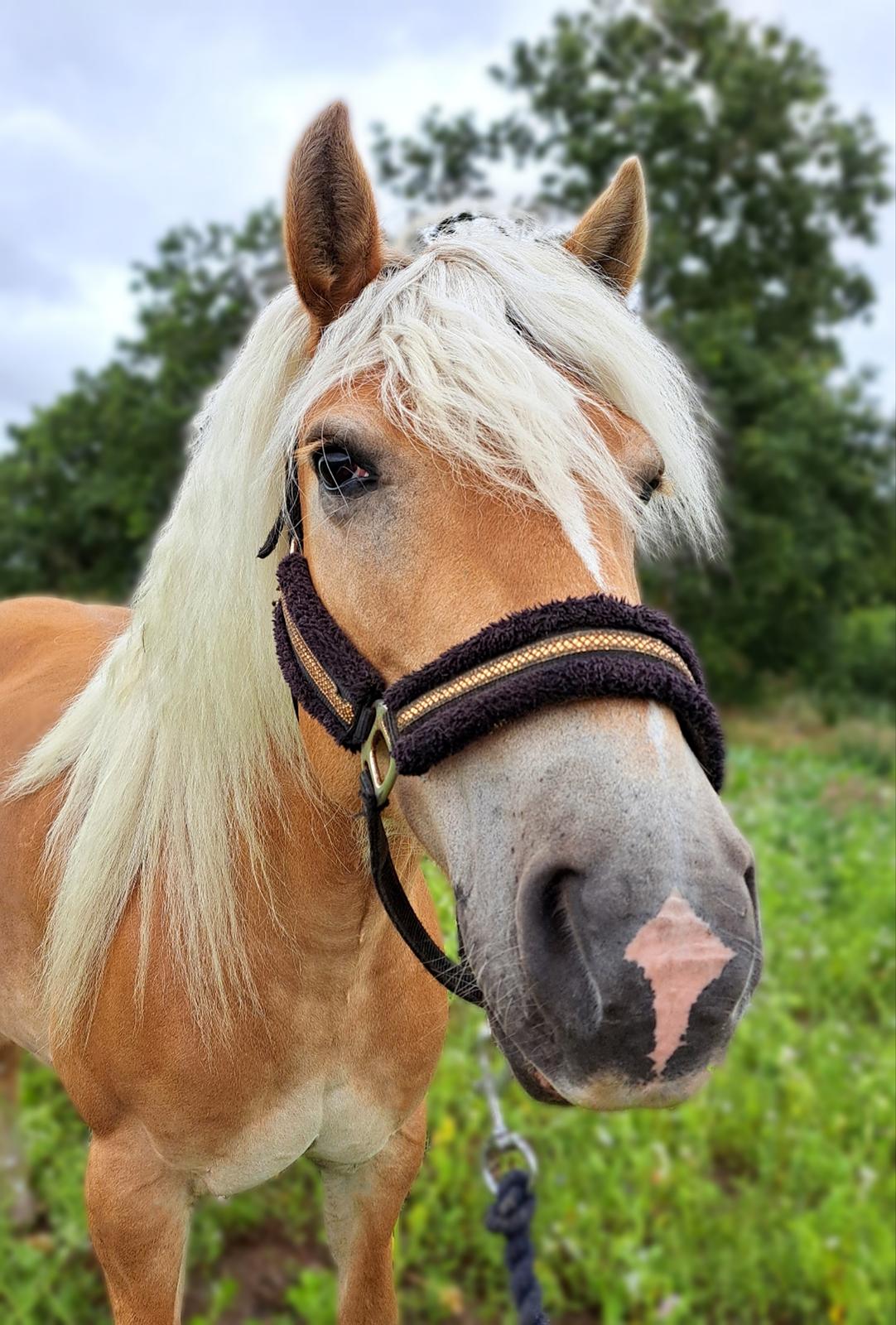Haflinger Bella - Juli 2023 billede 1