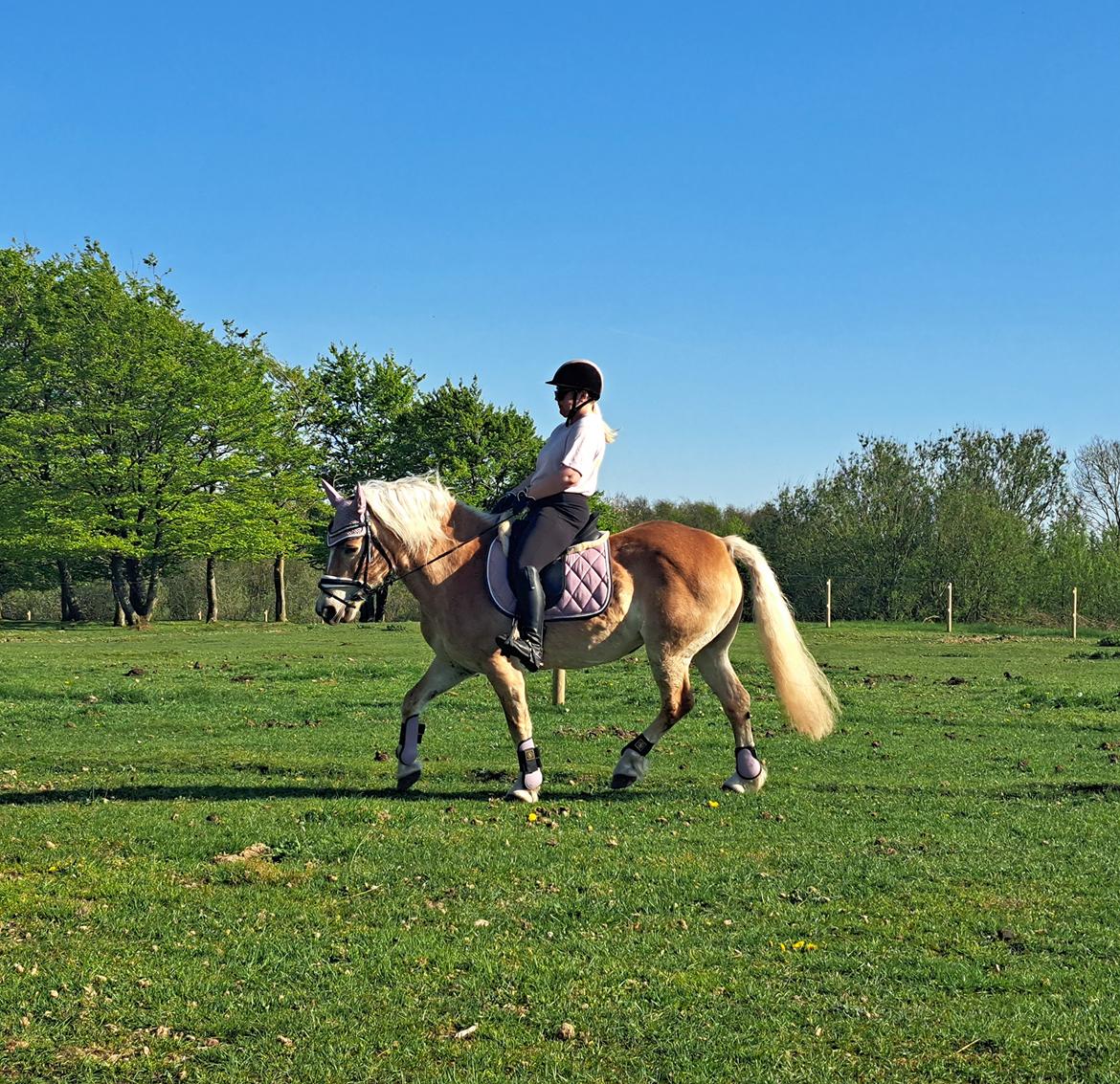 Haflinger Bella - Maj 2023 billede 5