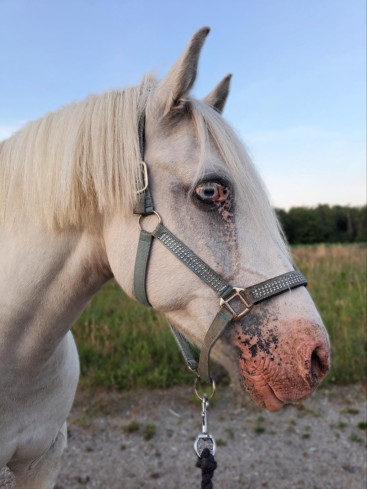 Anden særlig race Snowball  - Juli 2023  billede 1