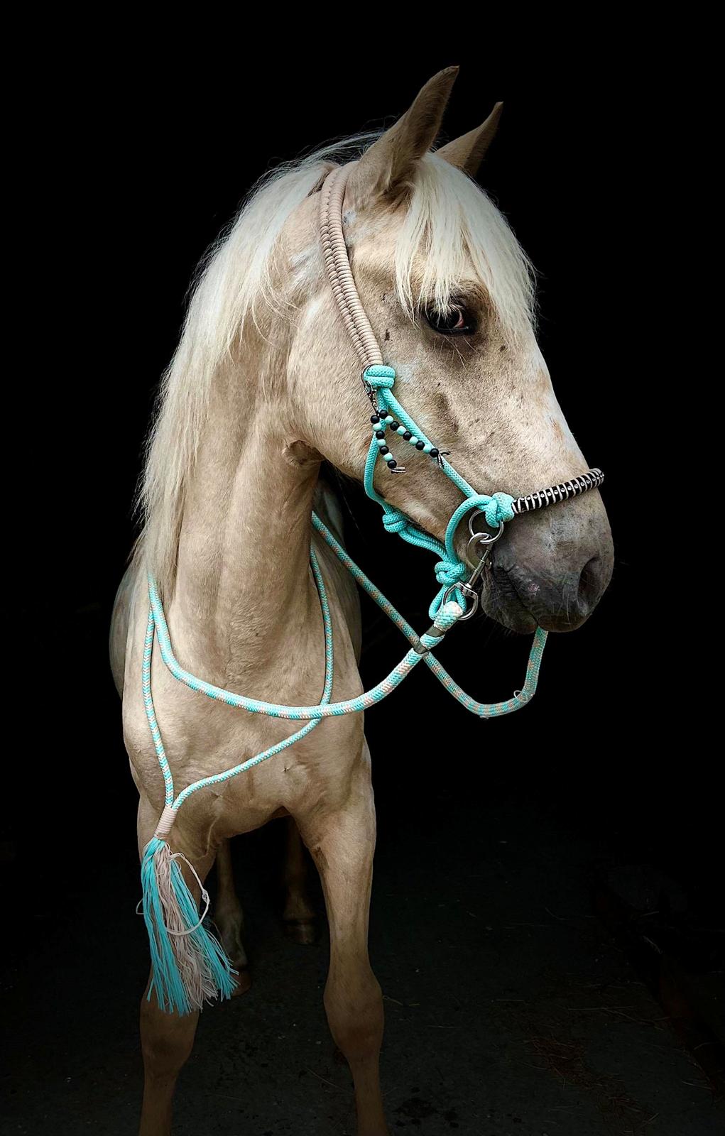 Anden særlig race Keldbæksgaard's Holger - Juli 2023  billede 1