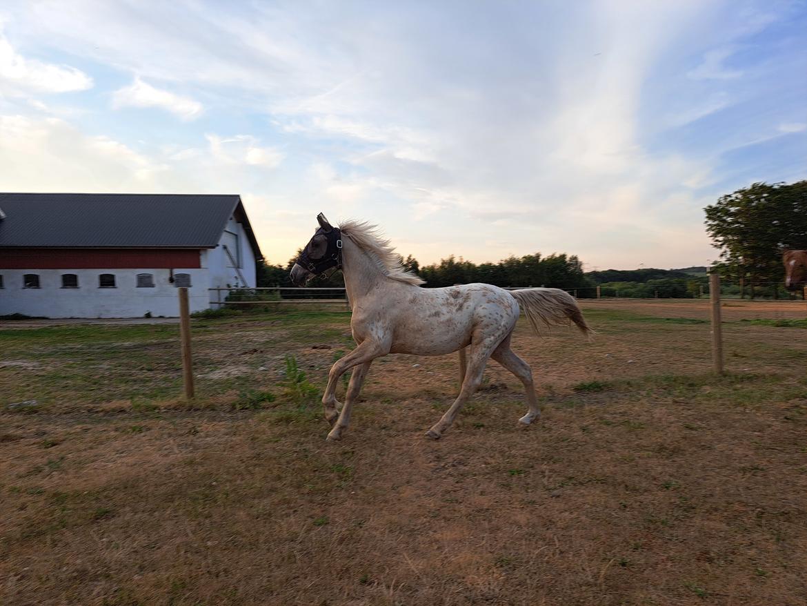 Anden særlig race Keldbæksgaard's Holger - Juni 2023 billede 16