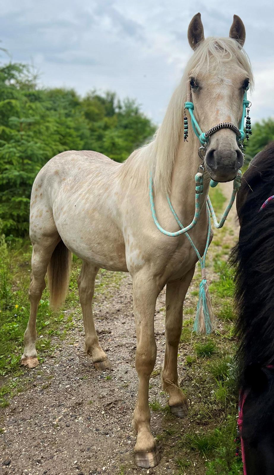 Anden særlig race Keldbæksgaard's Holger - Juli 2023 billede 14