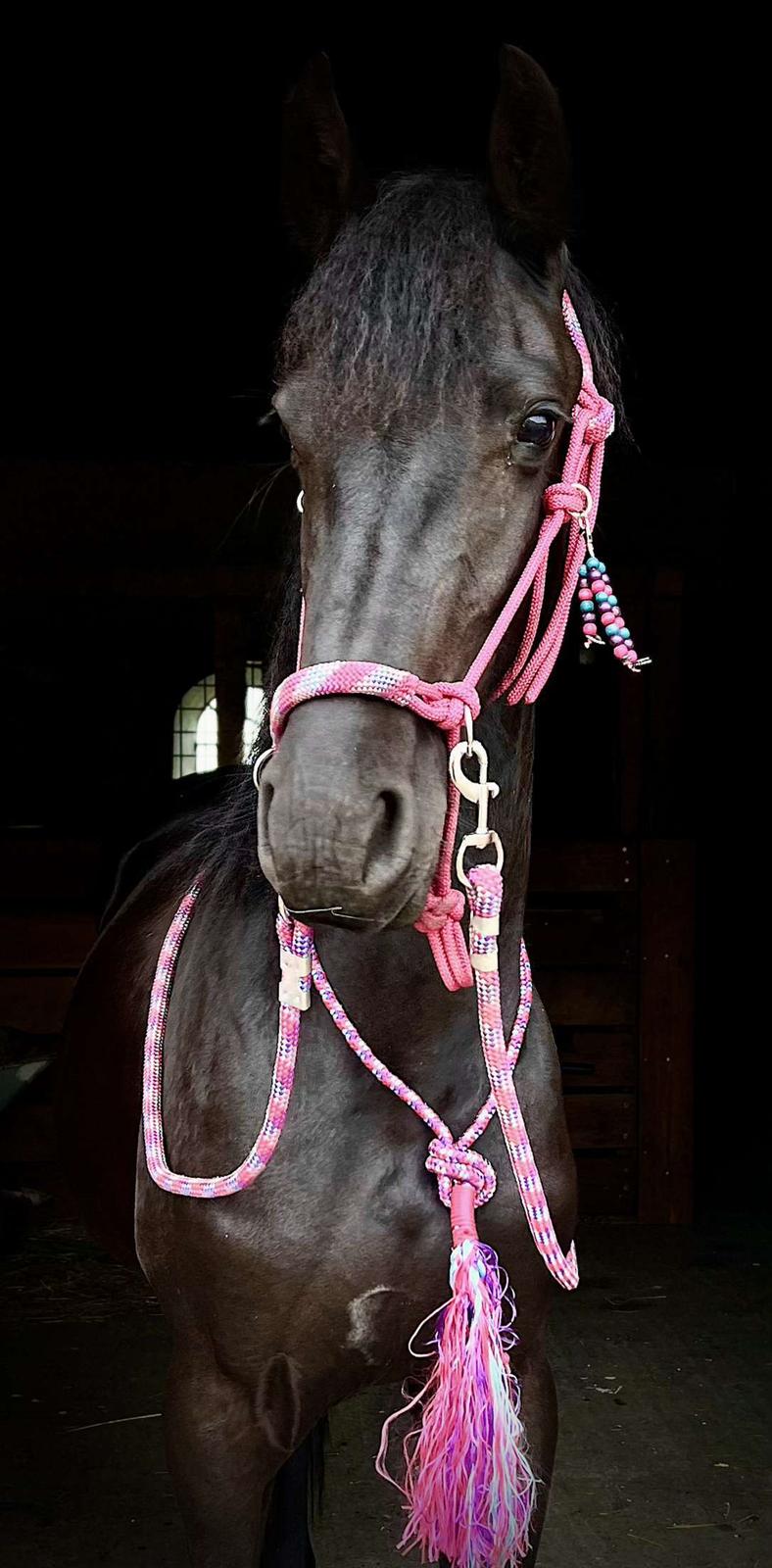 Frieser Højlund's Zafira billede 1