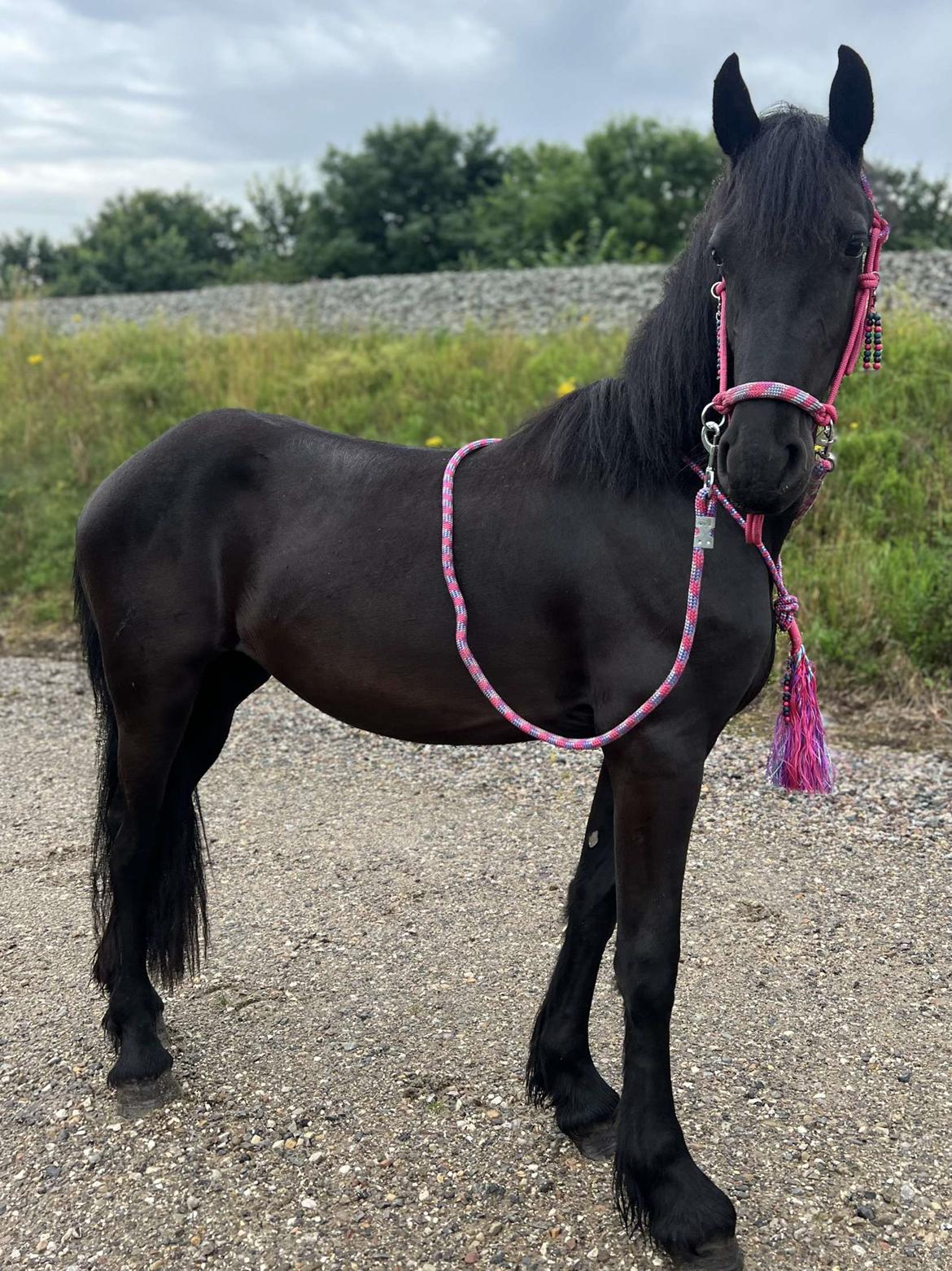 Frieser Højlund's Zafira billede 2