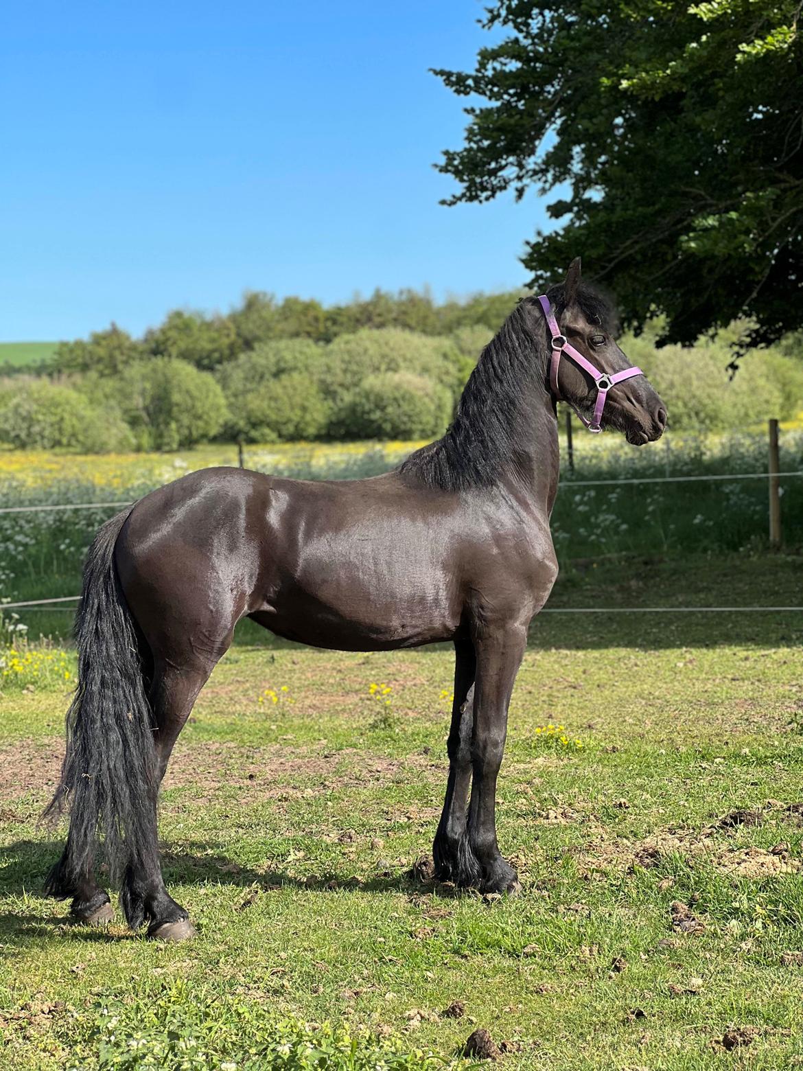 Frieser Højlund's Zafira billede 5