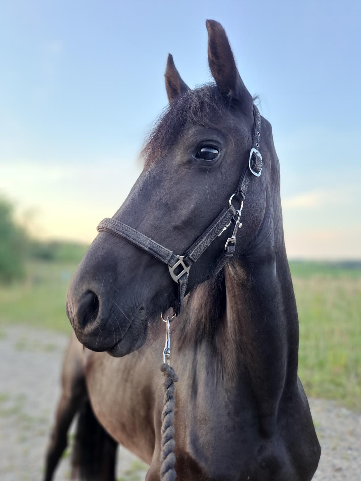 Frieser Højlund's Zafira billede 7