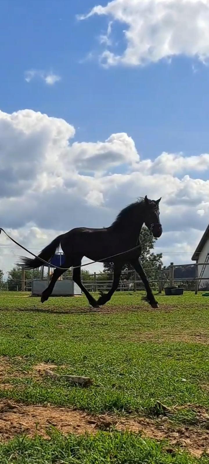 Frieser Højlund's Zafira billede 8