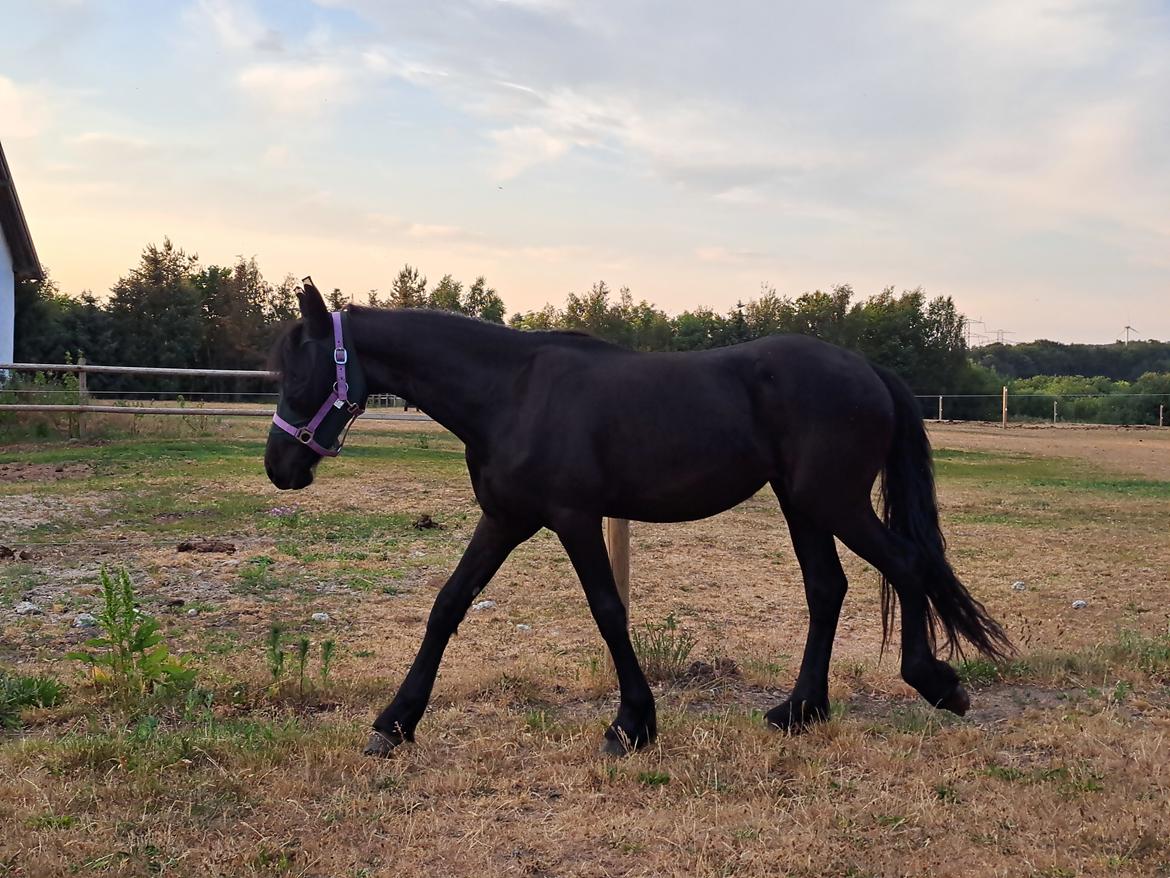 Frieser Højlund's Zafira billede 9
