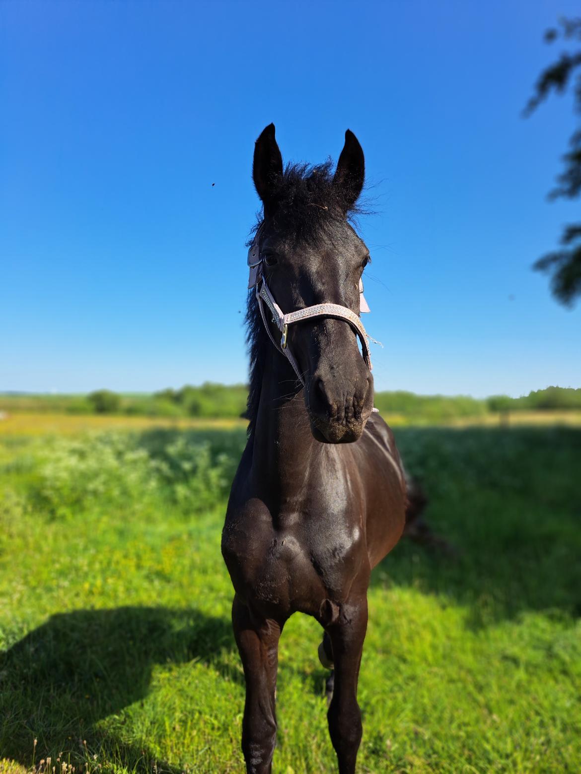 Frieser Højlund's Zafira billede 10