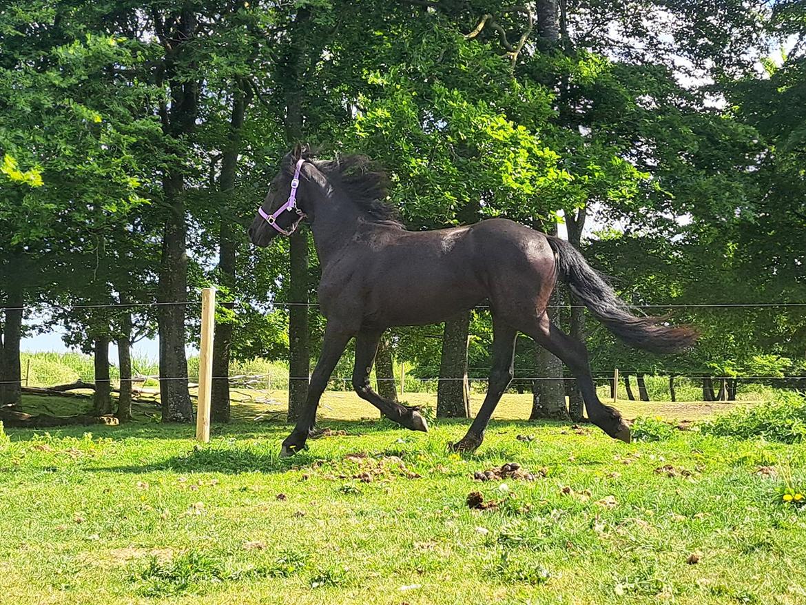 Frieser Højlund's Zafira billede 11
