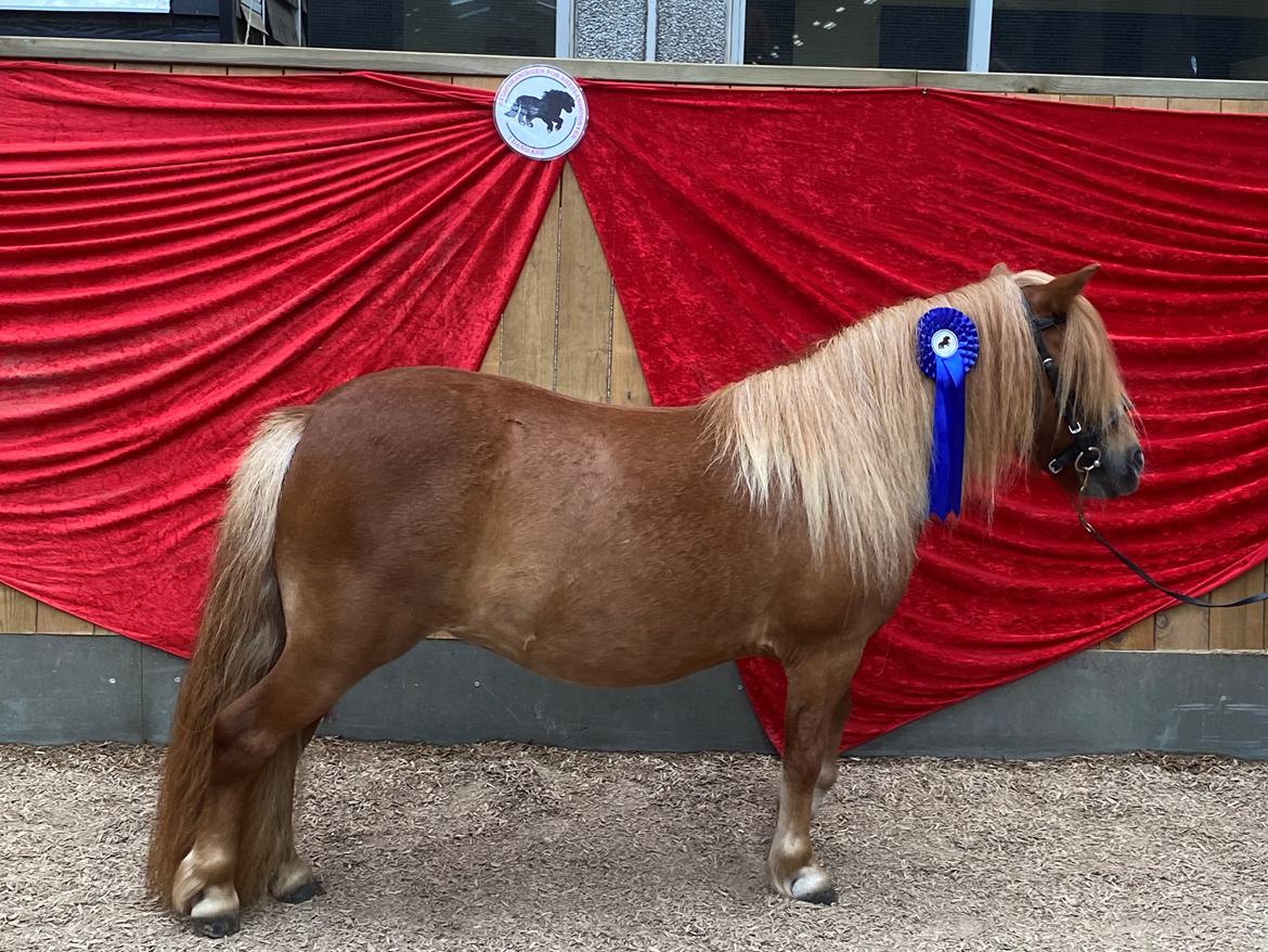 Shetl&#230;nder Tinka billede 9