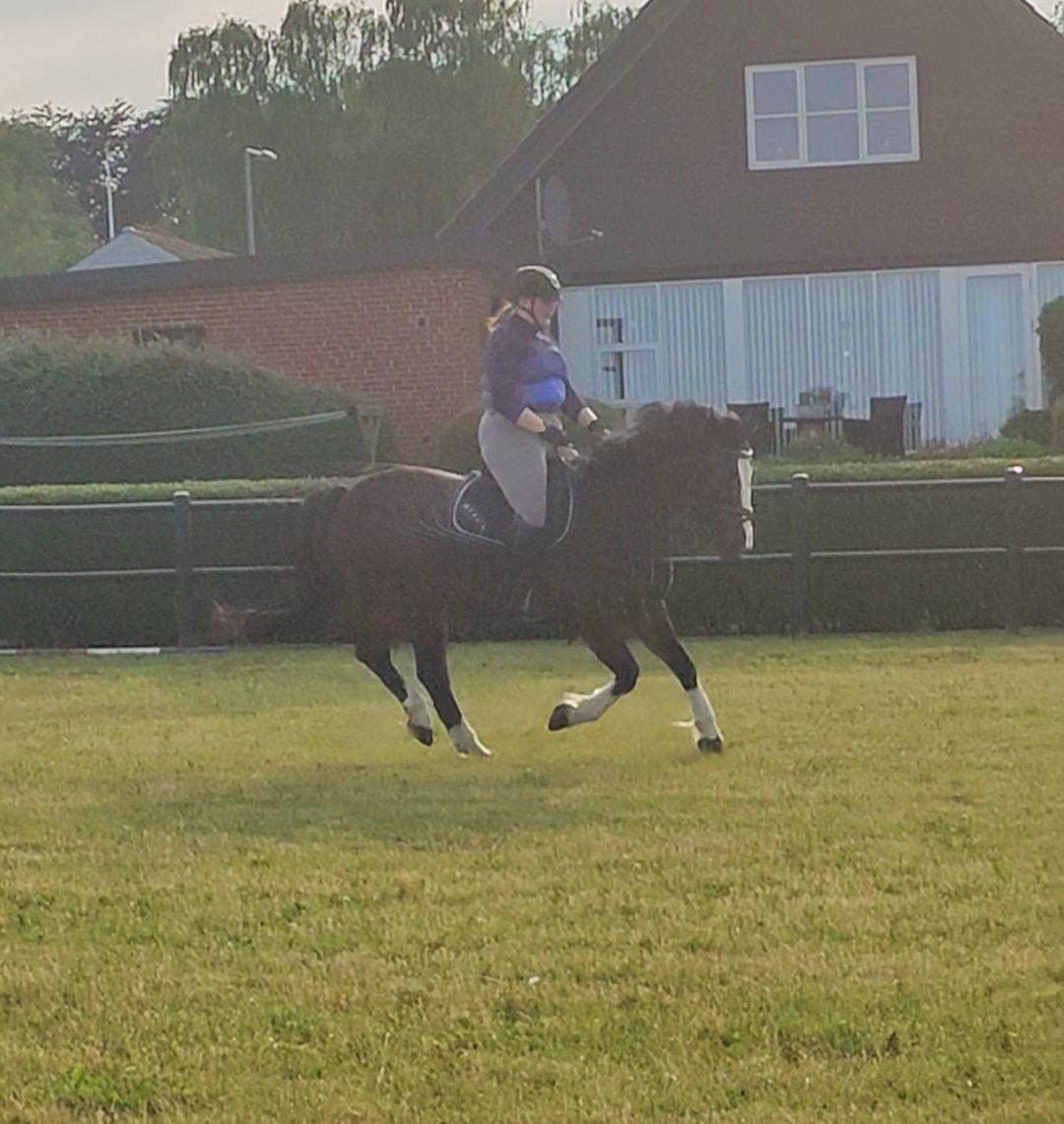 Oldenborg My Lady billede 12