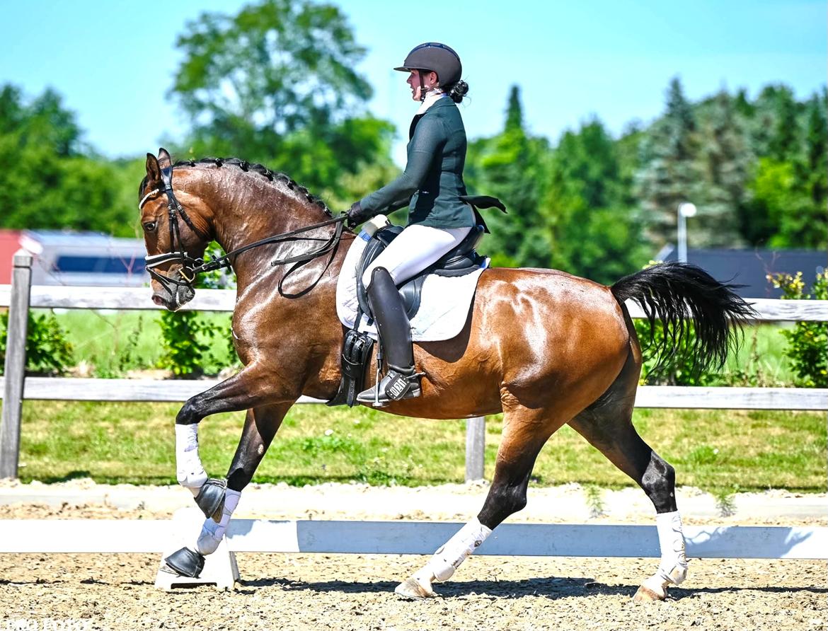 Hollandsk Varmblod Nilane (Niels) billede 1