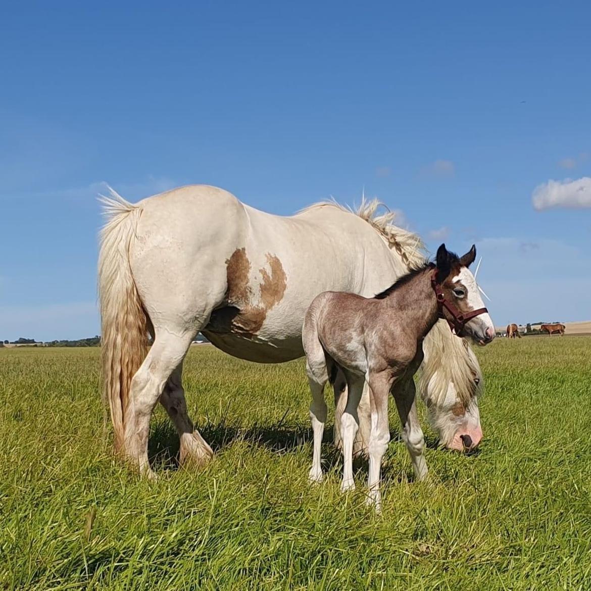 Irish Cob Crossbreed Phantom's feline billede 1