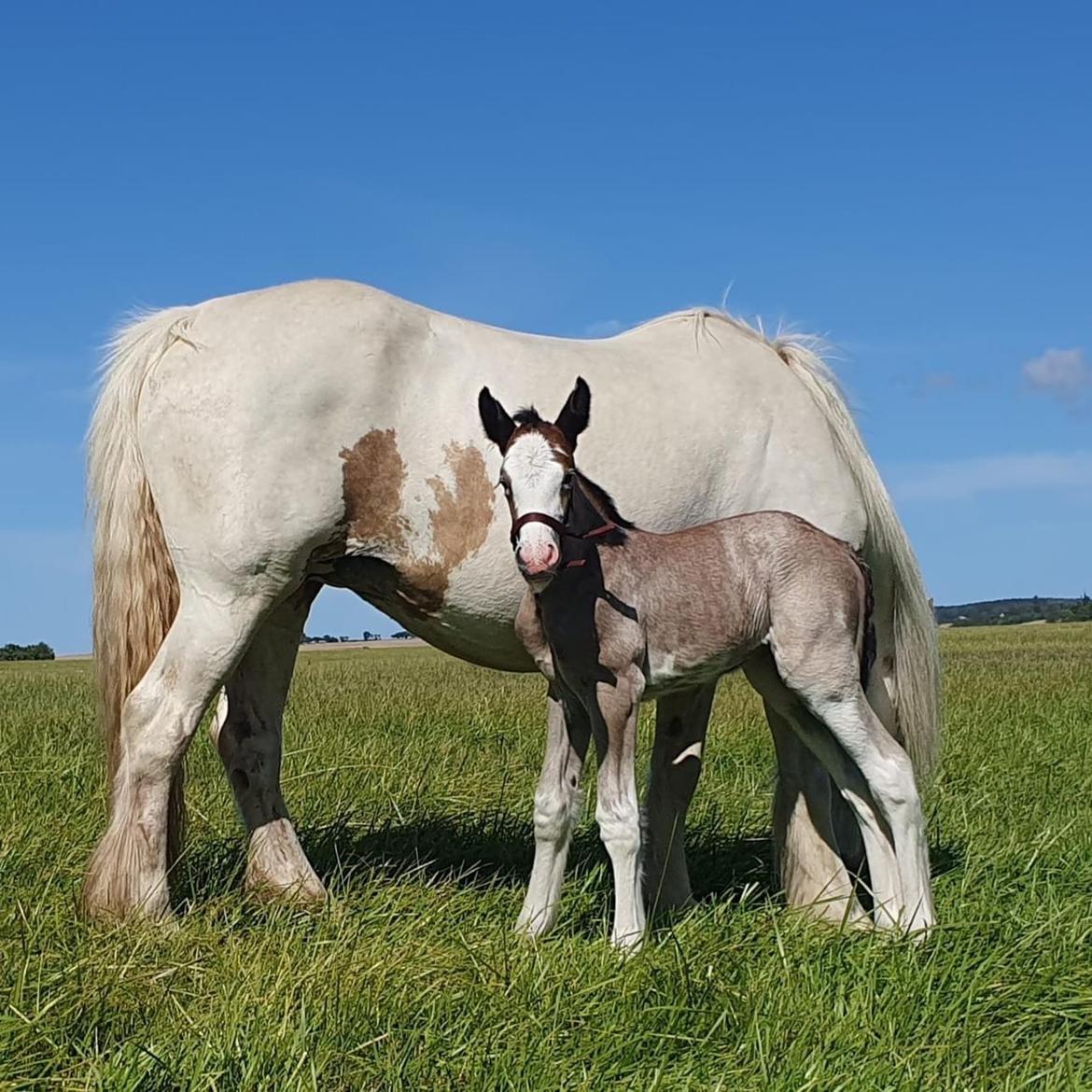 Irish Cob Crossbreed Phantom's feline billede 2