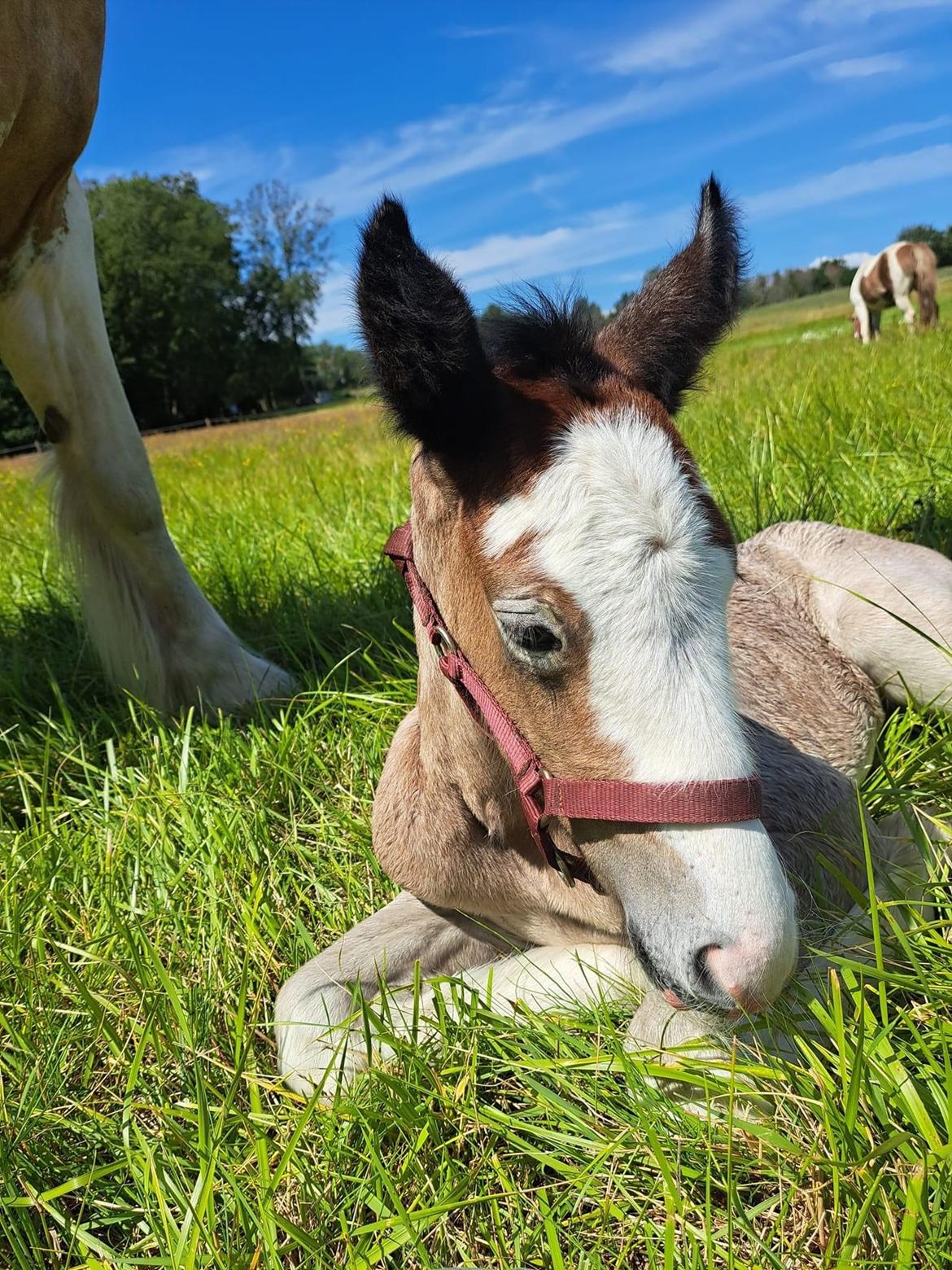 Irish Cob Crossbreed Phantom's feline billede 4