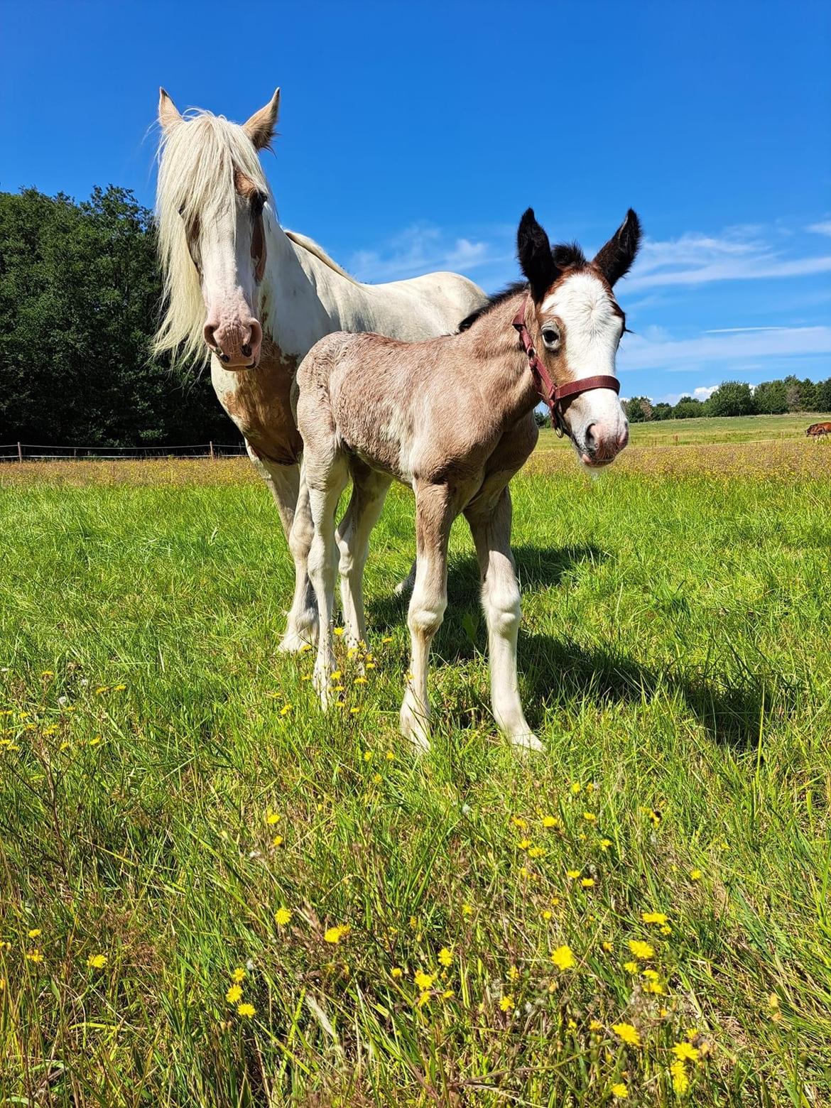 Irish Cob Crossbreed Phantom's feline billede 5