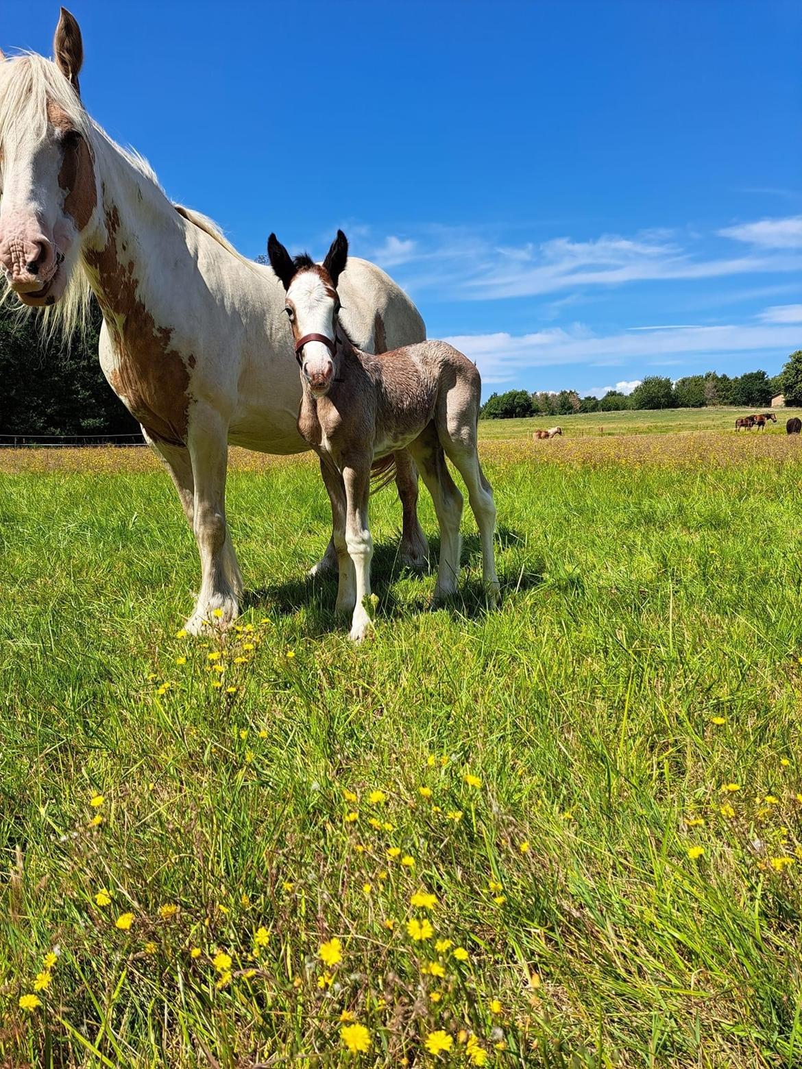 Irish Cob Crossbreed Phantom's feline billede 6