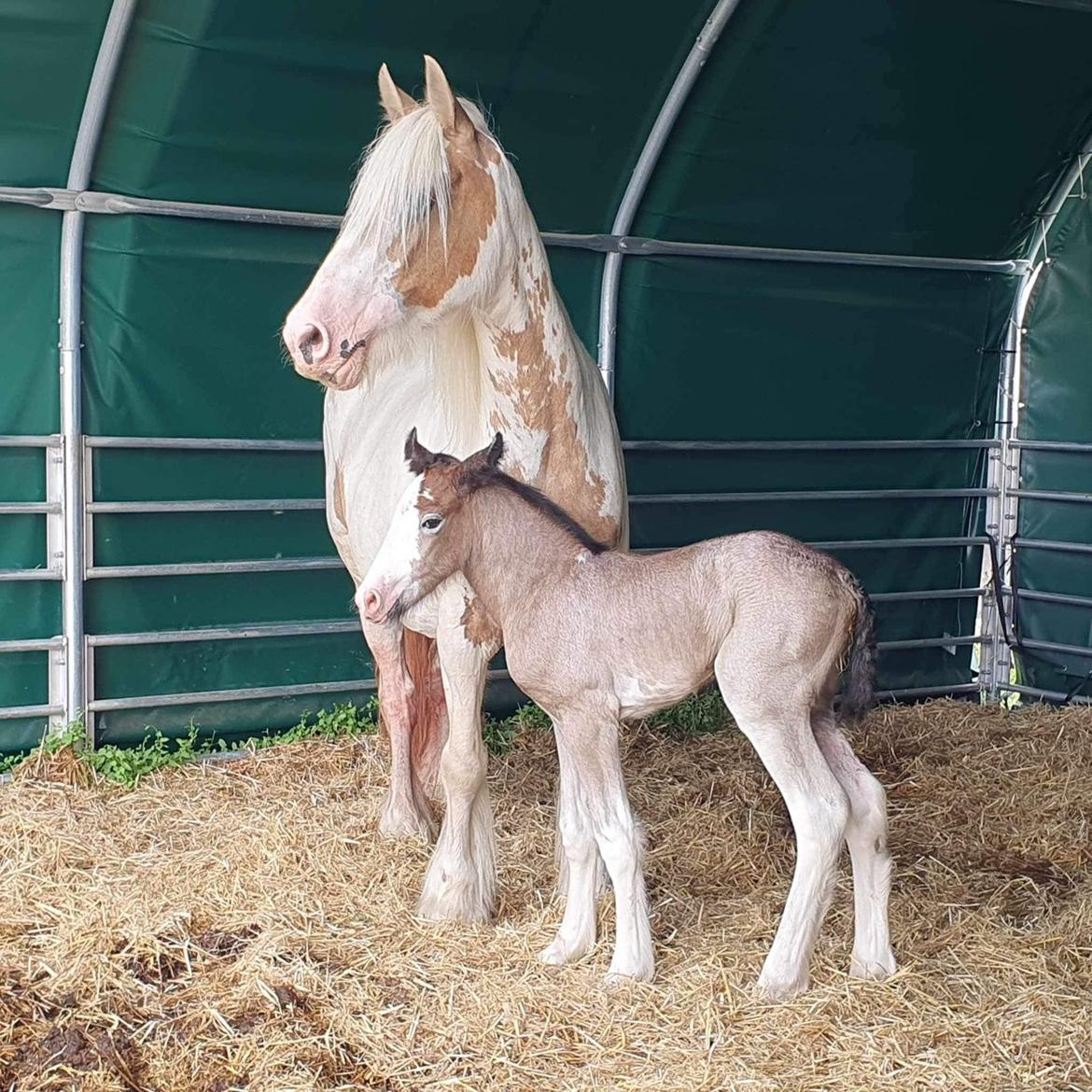 Irish Cob Crossbreed Phantom's feline billede 7