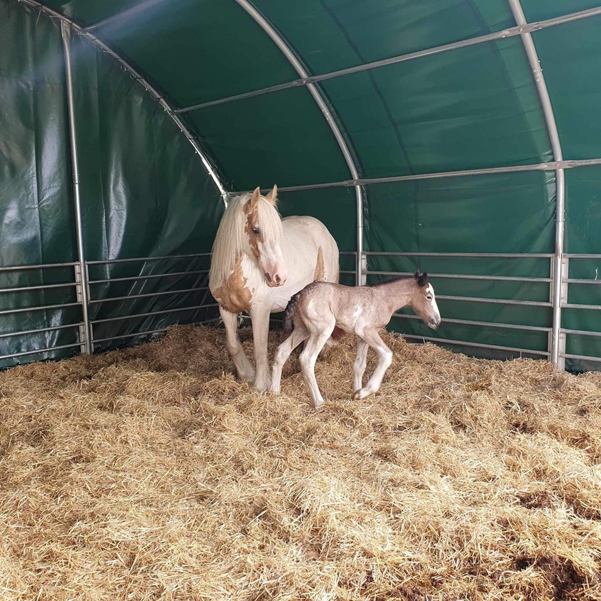 Irish Cob Crossbreed Phantom's feline billede 8