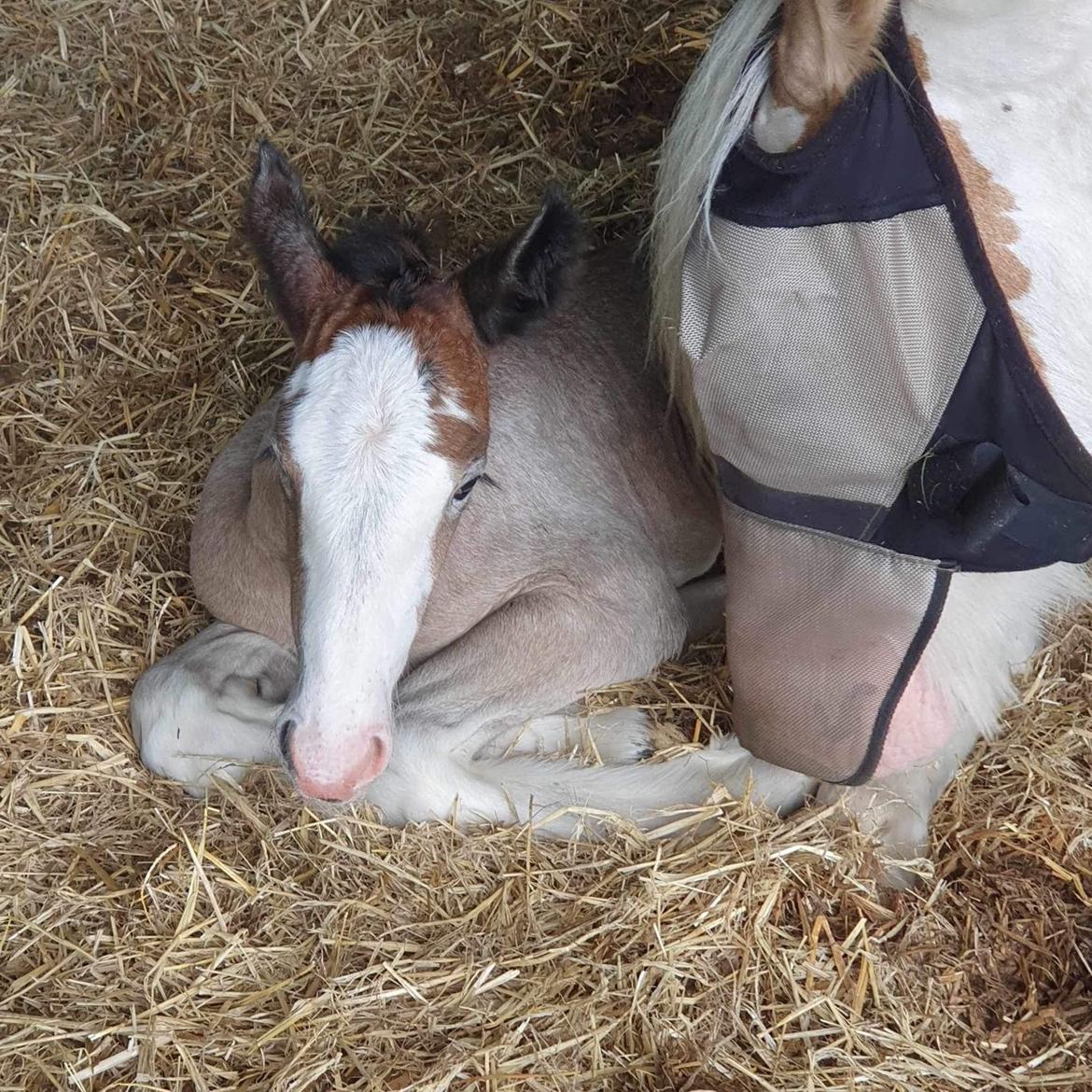 Irish Cob Crossbreed Phantom's feline billede 10